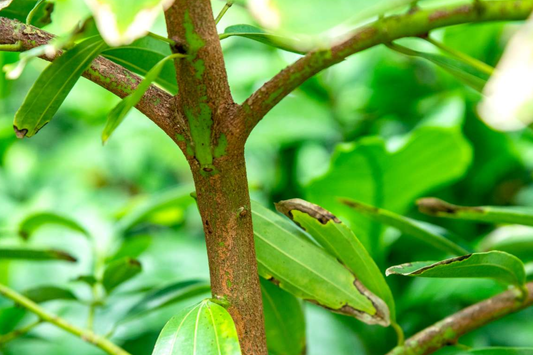 1 Cinnamon Tree - Live Cinnamomum verum Plant 12"-24" Tall | Aromatic & Culinary | Grow Your Own Spice | Tropical Starter Plant