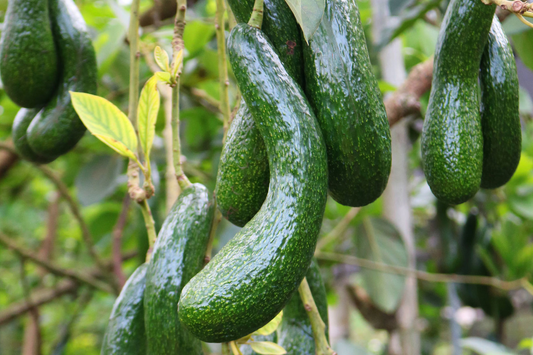 1 Avocado Longneck Tree - Live Tropical Fruit Seedling 1’-2’ Tall | Year-Round Fruit | Easy Care for Gardens