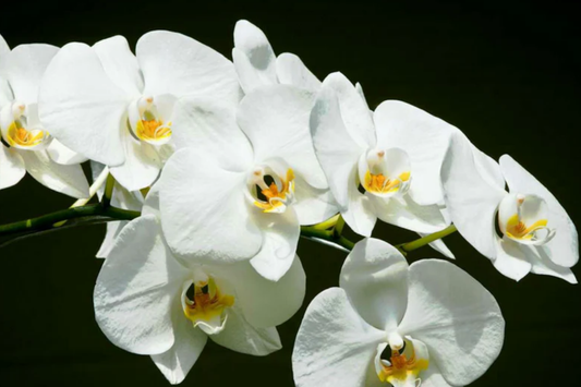 1 Moon Orchid Starter Plant - Phalaenopsis amabilis 12" | Elegant Indoor Flowering Plant