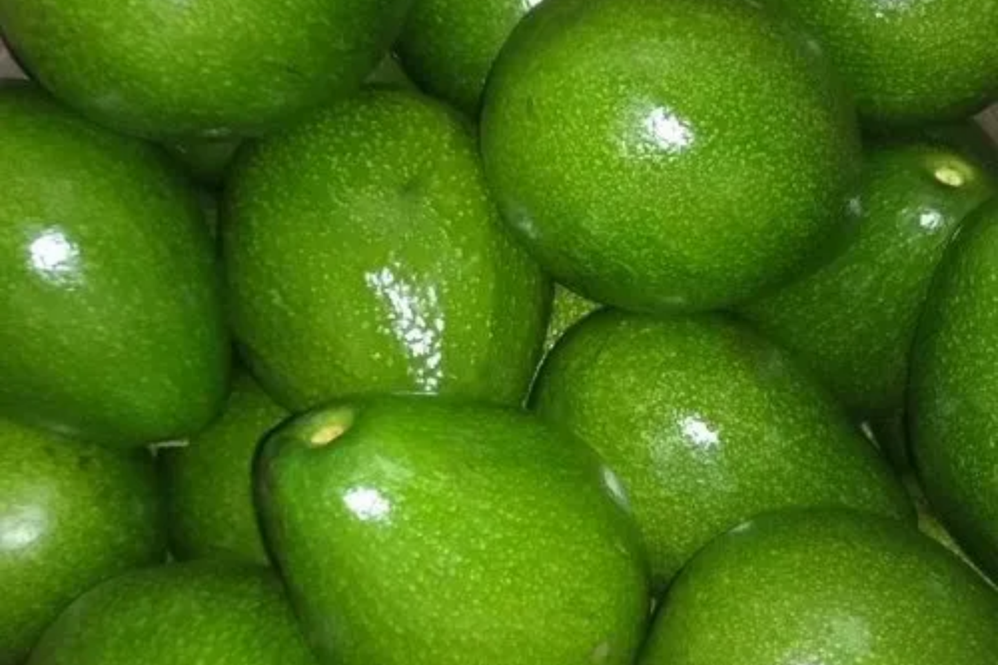 1 Grafted Don Ramon Avocado Tree Persea americana Live Starter Plant 12-24" | Fast Fruiting Tropical Variety | Creamy & Delicious Avocados