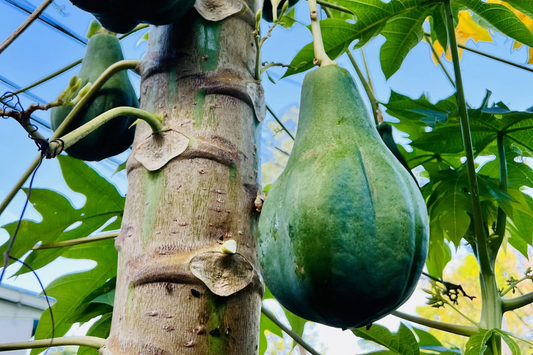 1 Hanging Papaya Tree (Carica papaya) Live Tropical Fruit Plant 1’-2’ | Sweet, Refreshing Papayas | Easy to Grow Starter Plant