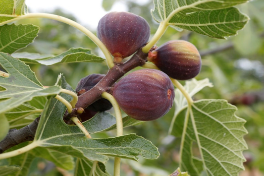 1 Ficus Fig Tree Starter Plant (Ficus carica) Live Tropical Fruit Tree | Sweet & Nutritious Figs | Perfect for Gardens and Patios