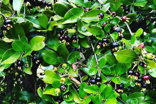 1 Grumichama Tree (Eugenia brasiliensis) 1-2' Starter | Brazilian Cherry with Sweet-Tart Fruit, Perfect for Tropical Gardens
