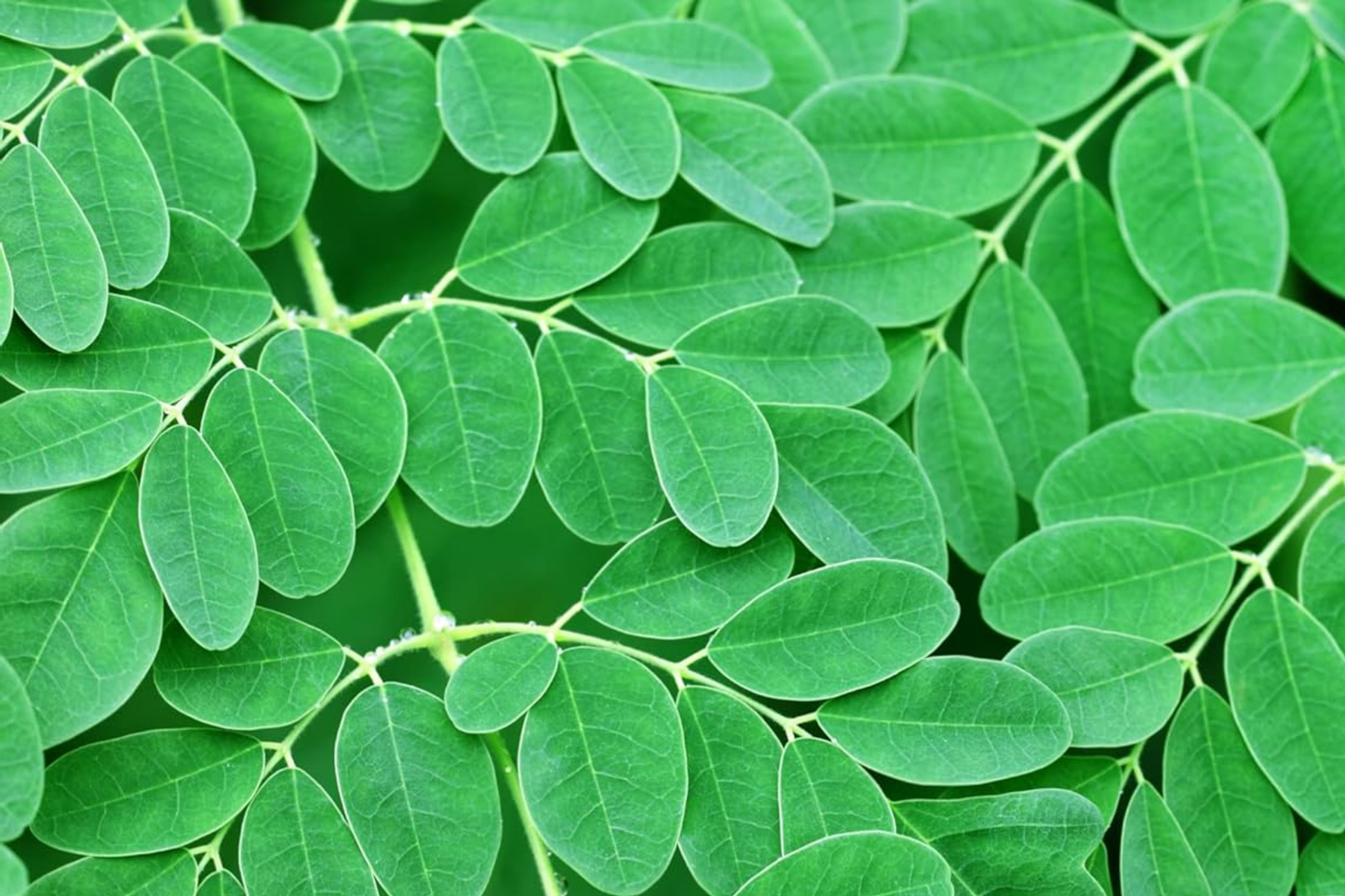 1 Moringa Rooted Live Plant 8"+ | Tree of Life