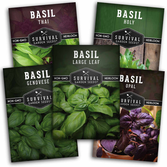 5 Basil Seed Collection – Genovese, Holy (Tulsi), Large Leaf, Opal & Thai Basil Seeds for Culinary and Herbal Gardens