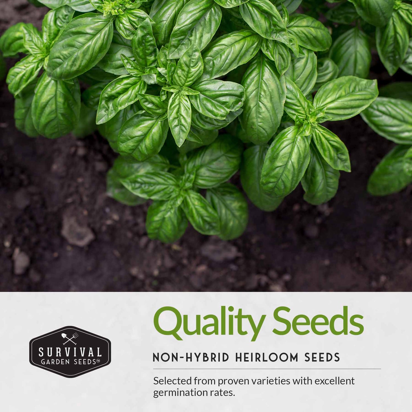 5 Basil Seed Collection – Genovese, Holy (Tulsi), Large Leaf, Opal & Thai Basil Seeds for Culinary and Herbal Gardens