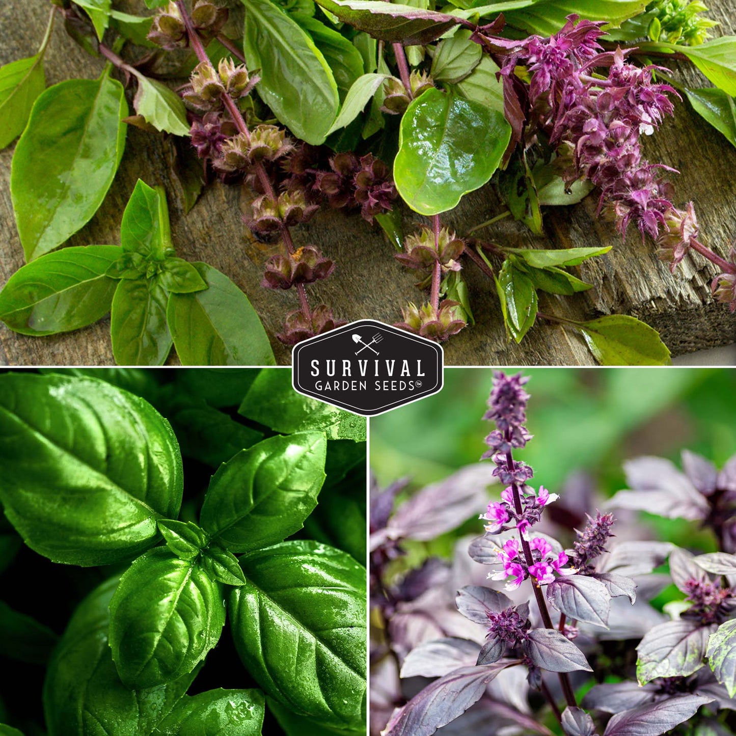 5 Basil Seed Collection – Genovese, Holy (Tulsi), Large Leaf, Opal & Thai Basil Seeds for Culinary and Herbal Gardens