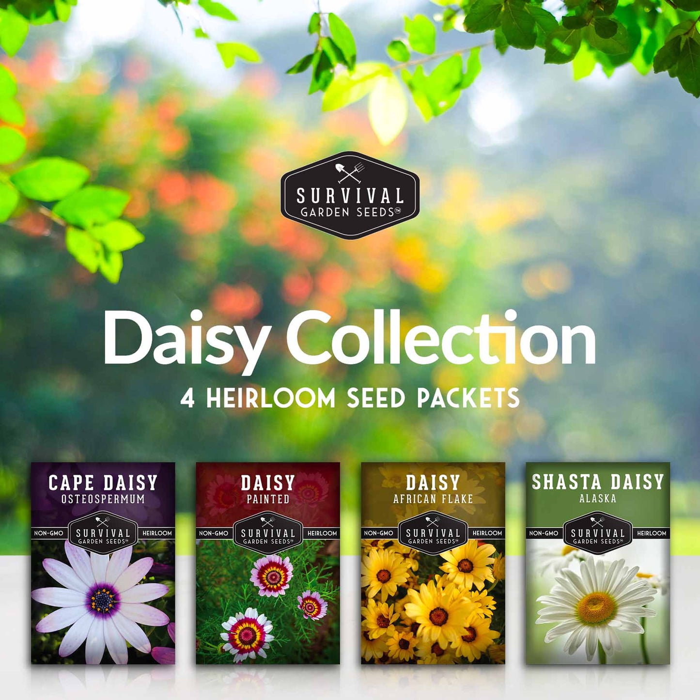 Daisy Seed Collection – Shasta, Cape, Painted & African Flake Daisies for Pollinator & Cut Flower Gardens