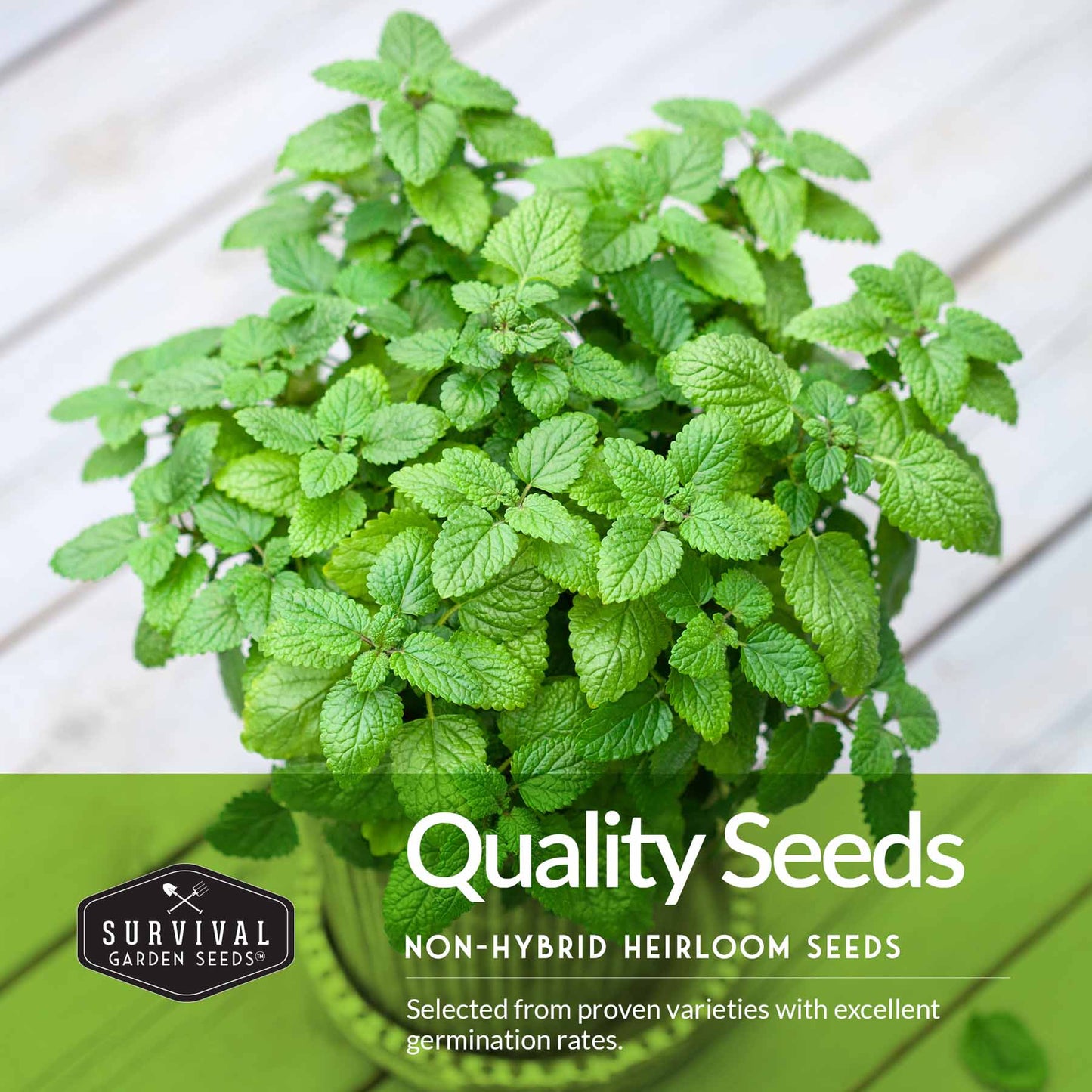 Herb Seeds Variety Pack – 5 Essential Culinary Herbs for Indoor or Outdoor Growing (Basil, Cilantro, Dill, Parsley & Lemon Balm) – Heirloom Non-GMO Garden Starter Kit