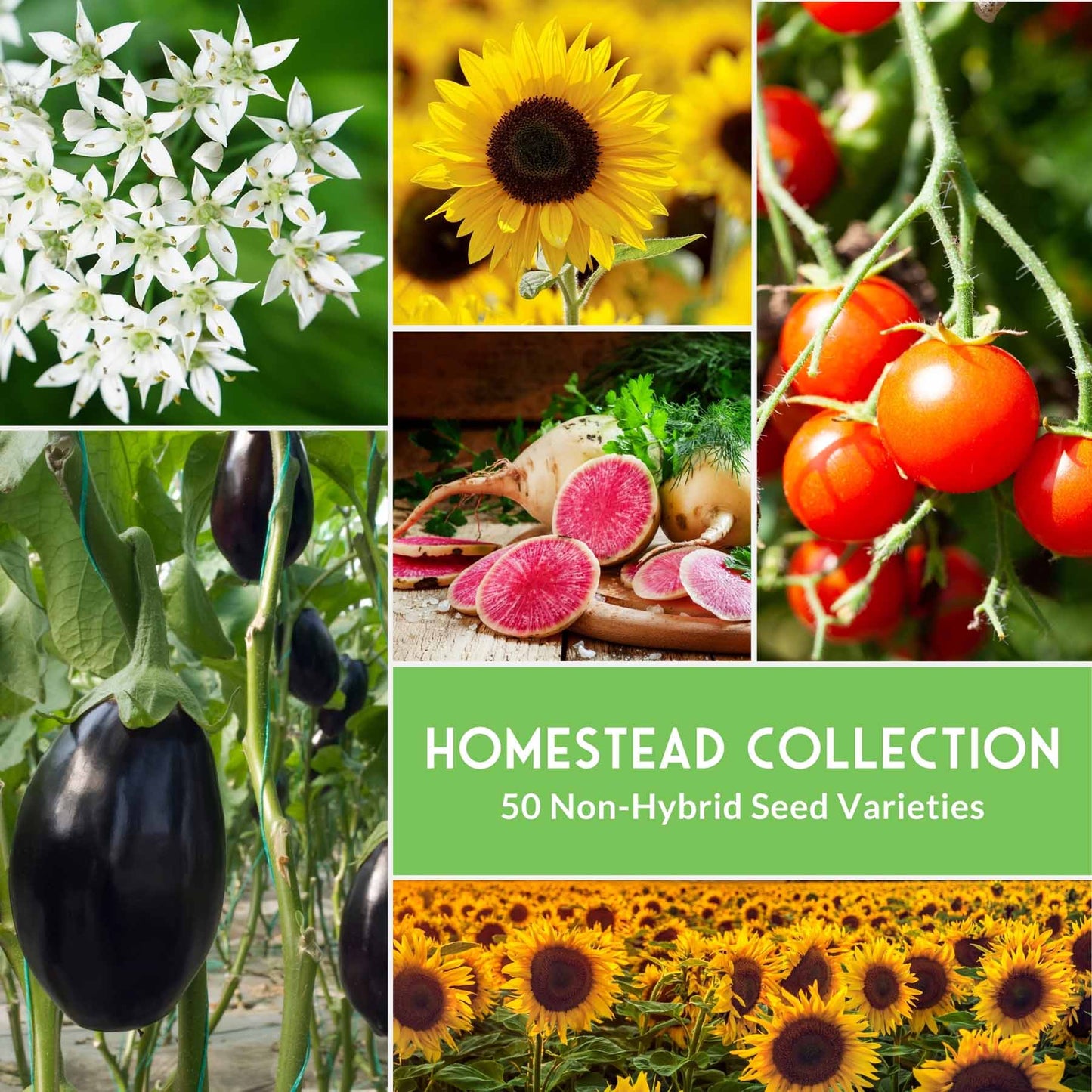 Homestead Garden Collection – 50 Essential Seeds for Self-Reliant Living