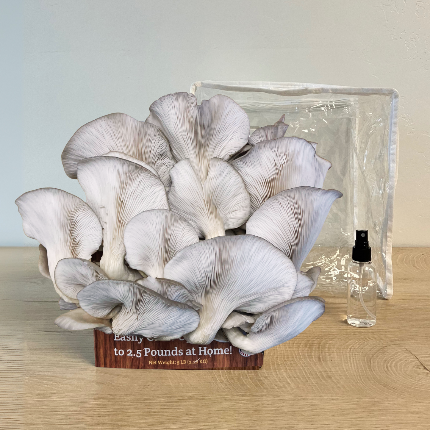 3 Pack - Premium Lion's Mane, Pink, and Blue Oyster Mushroom Growing Kit - 15 LBS