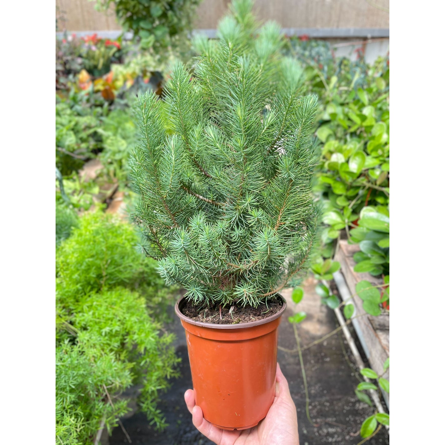 Blue Pine Trees