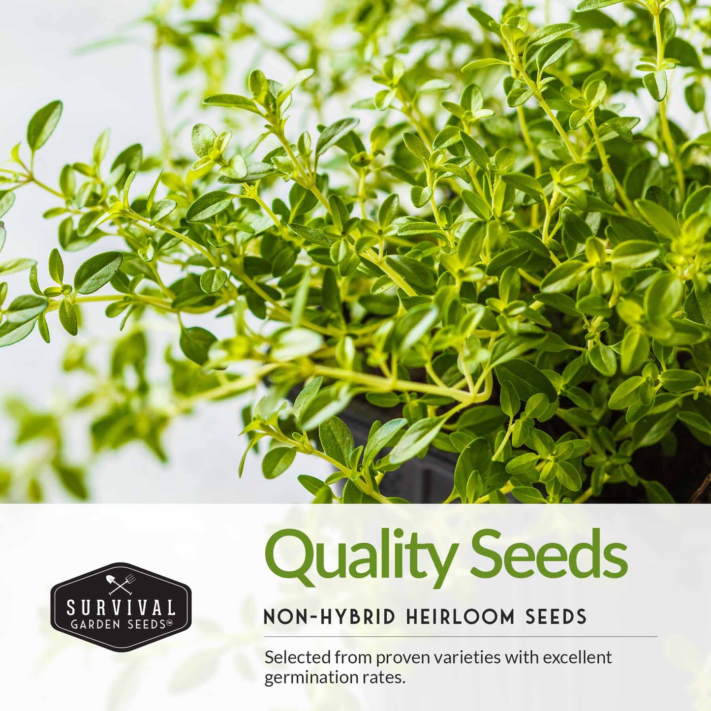 Italian Herb Seeds Collection – Genovese Basil, Oregano, Thyme, Sage, and Flat-Leaf Parsley for Indoor or Outdoor Culinary Gardens