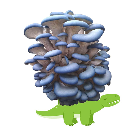 Mushasaurus - Blue Oyster Mushroom Grow Kit - 6.5 LBS