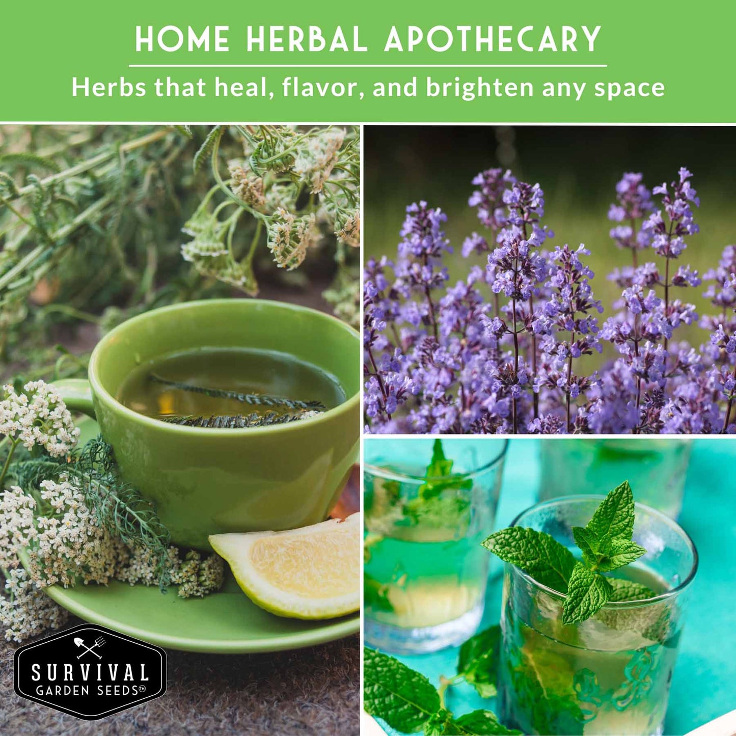 Medicinal Tea Herb Seeds Collection – 9 Heirloom Non-GMO Herbs for Calming Teas, Wellness & Home Apothecary Gardens (Chamomile, Lavender, Peppermint, Sage & More)