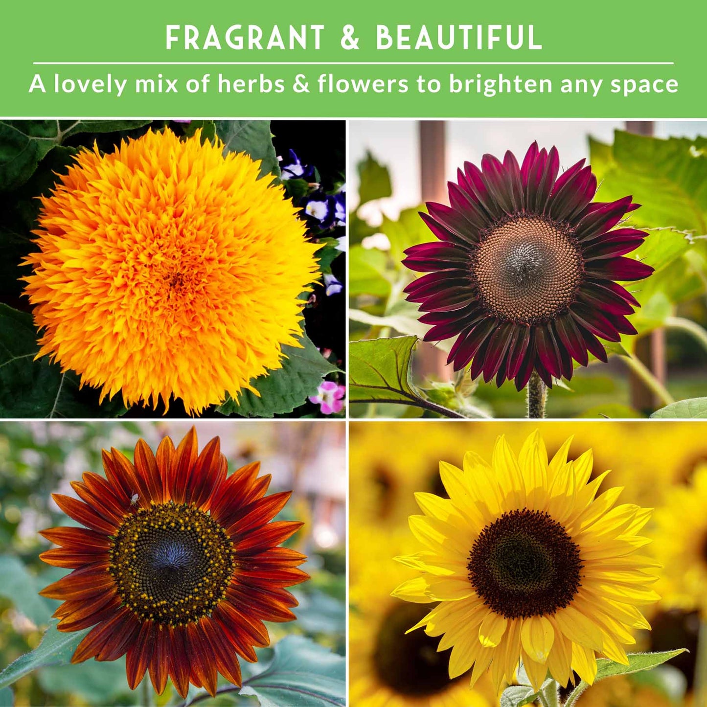 Sunflower Seed Collection – 6 Colorful, Pollinator-Friendly Varieties for Stunning Garden Displays