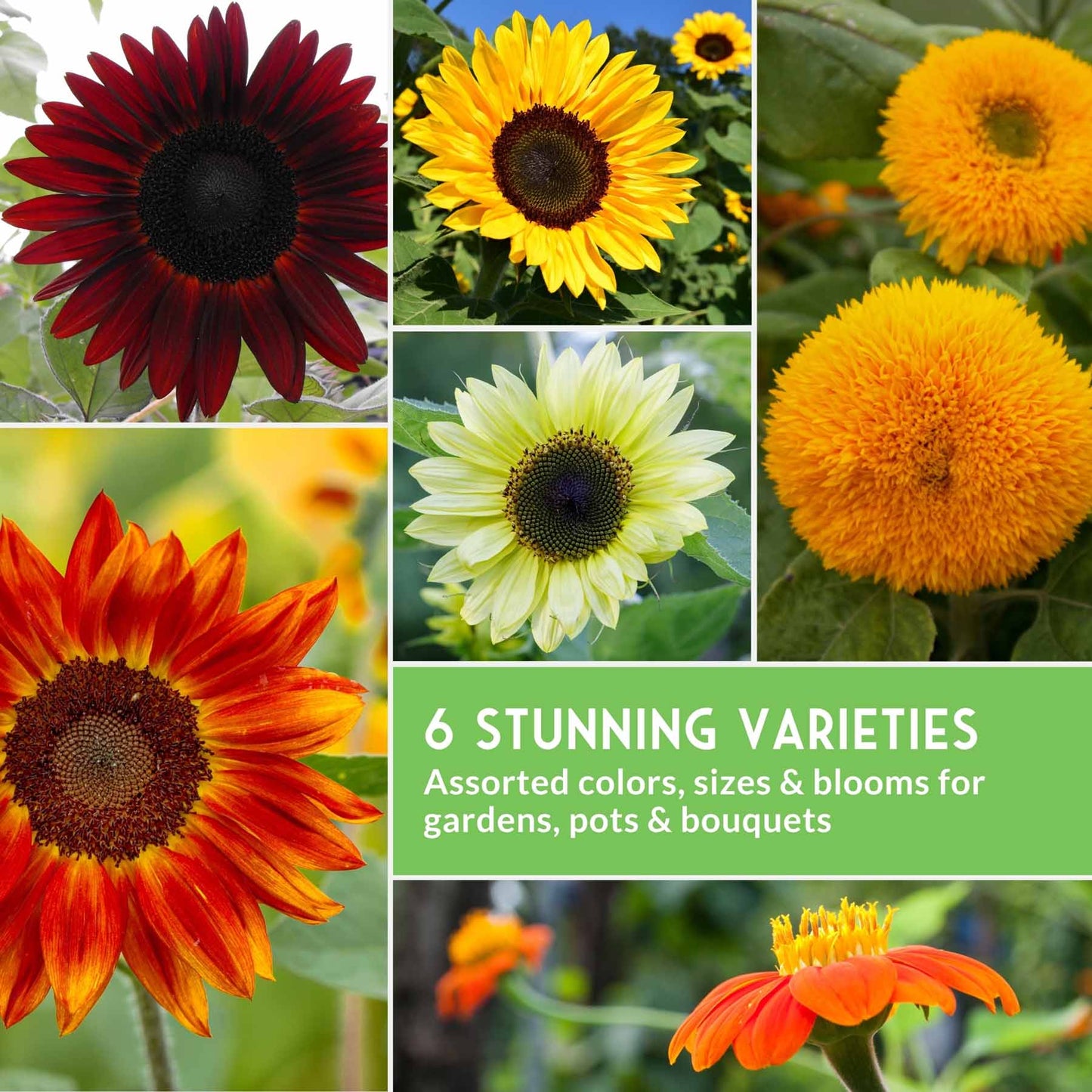 Sunflower Seed Collection – 6 Colorful, Pollinator-Friendly Varieties for Stunning Garden Displays