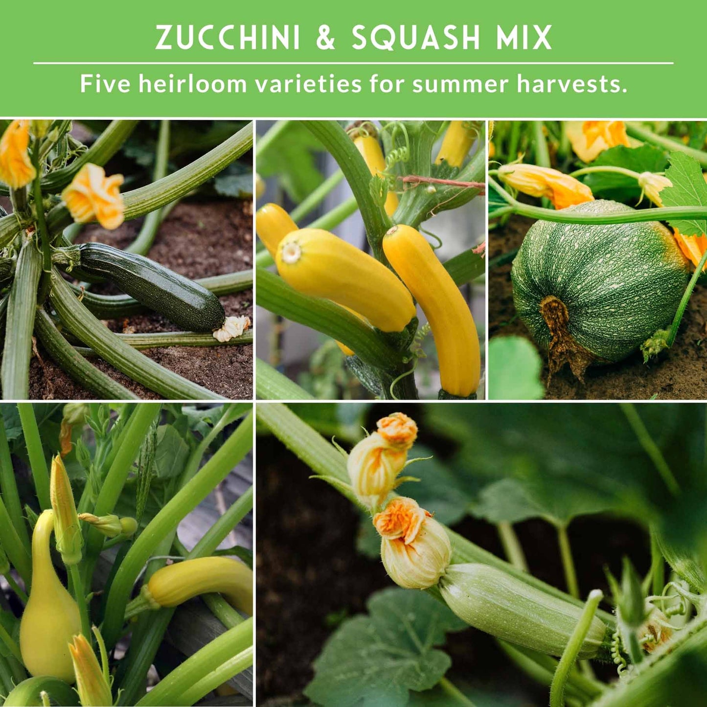 Zucchini & Summer Squash Seed Collection – Black Beauty, Round, Golden, Grey Zucchini & Straight Neck Yellow Squash