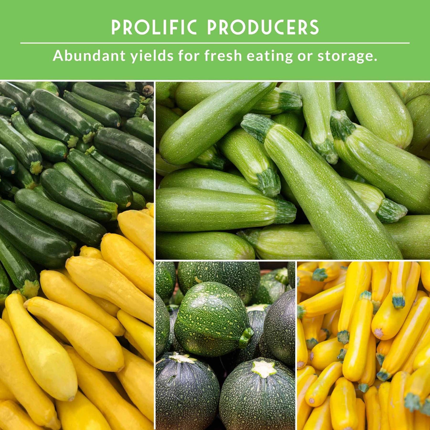 Zucchini & Summer Squash Seed Collection – Black Beauty, Round, Golden, Grey Zucchini & Straight Neck Yellow Squash