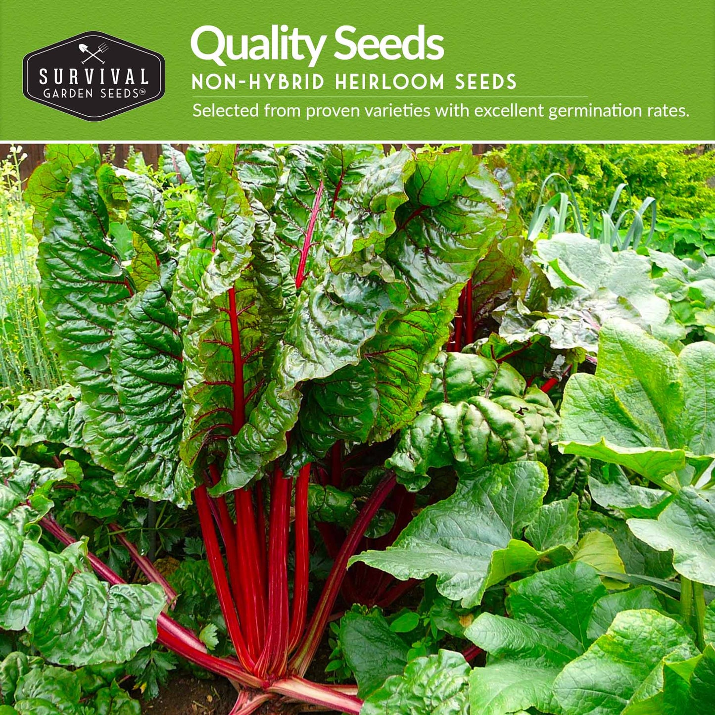 Swiss Chard 3 Variety Seed Collection – Rainbow, Ruby Red, and Fordhook Giant Heirloom Greens for Continuous Harvests