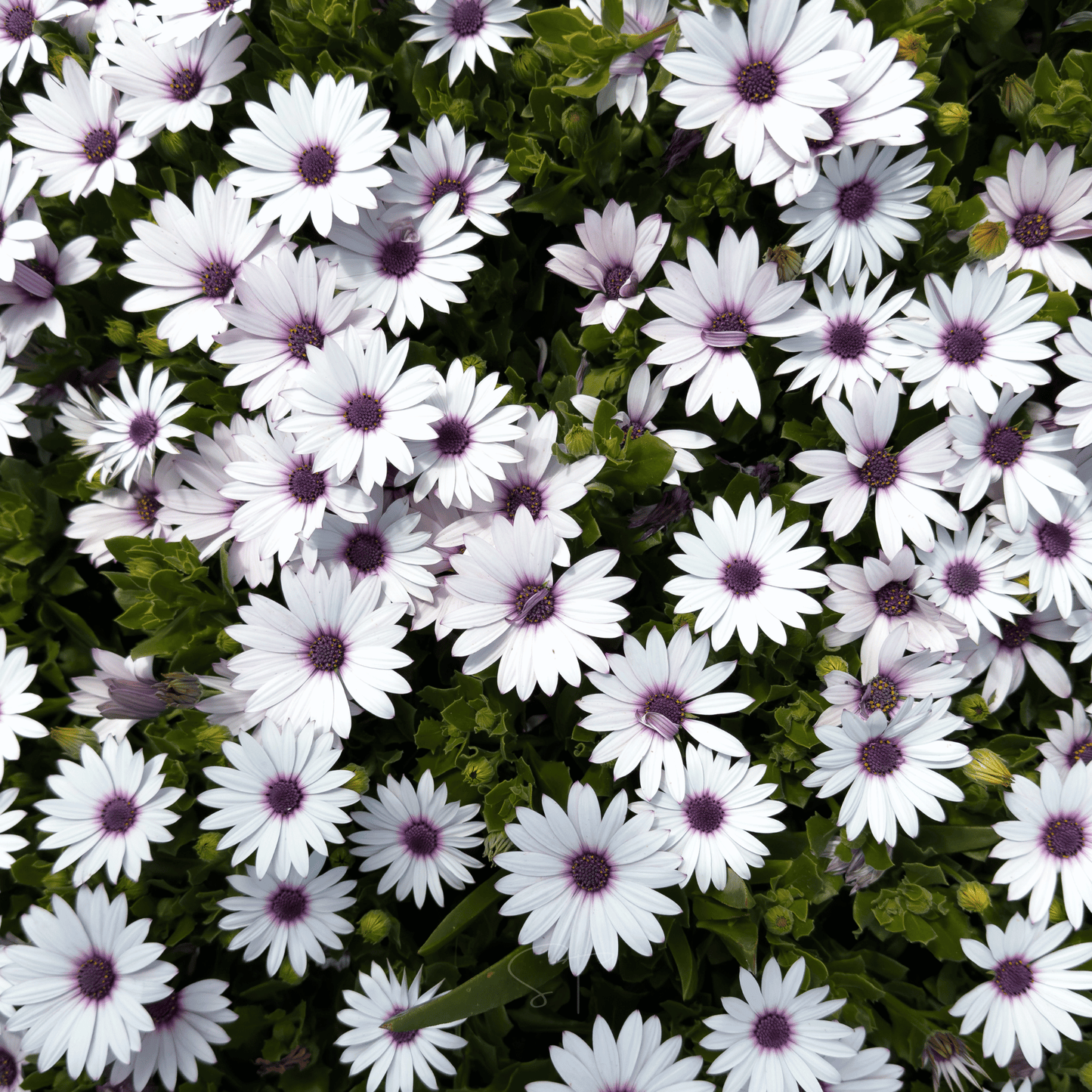 African White Daisy – 25 Seeds