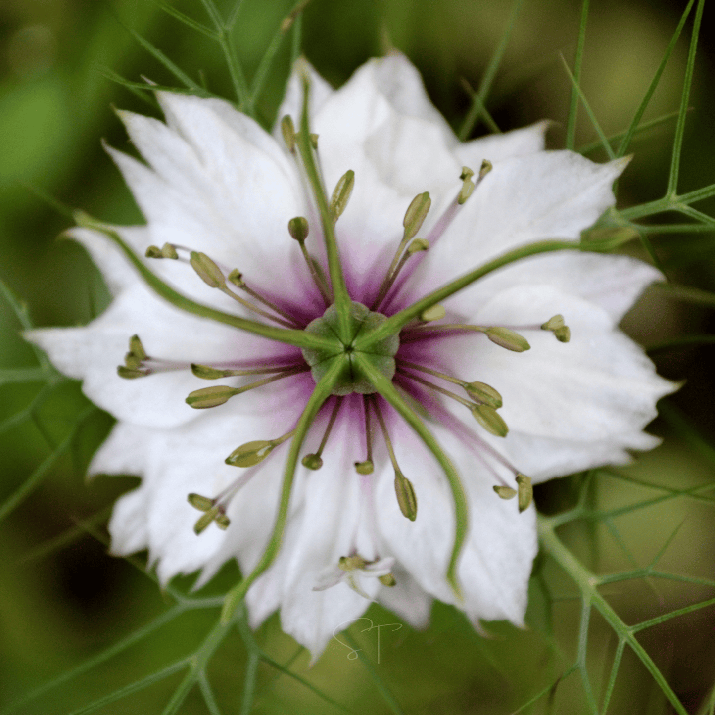 Albion Black Pods Love in a Mist – 100 Seeds