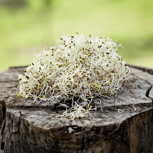 Alfalfa Sprout – 500 Seeds