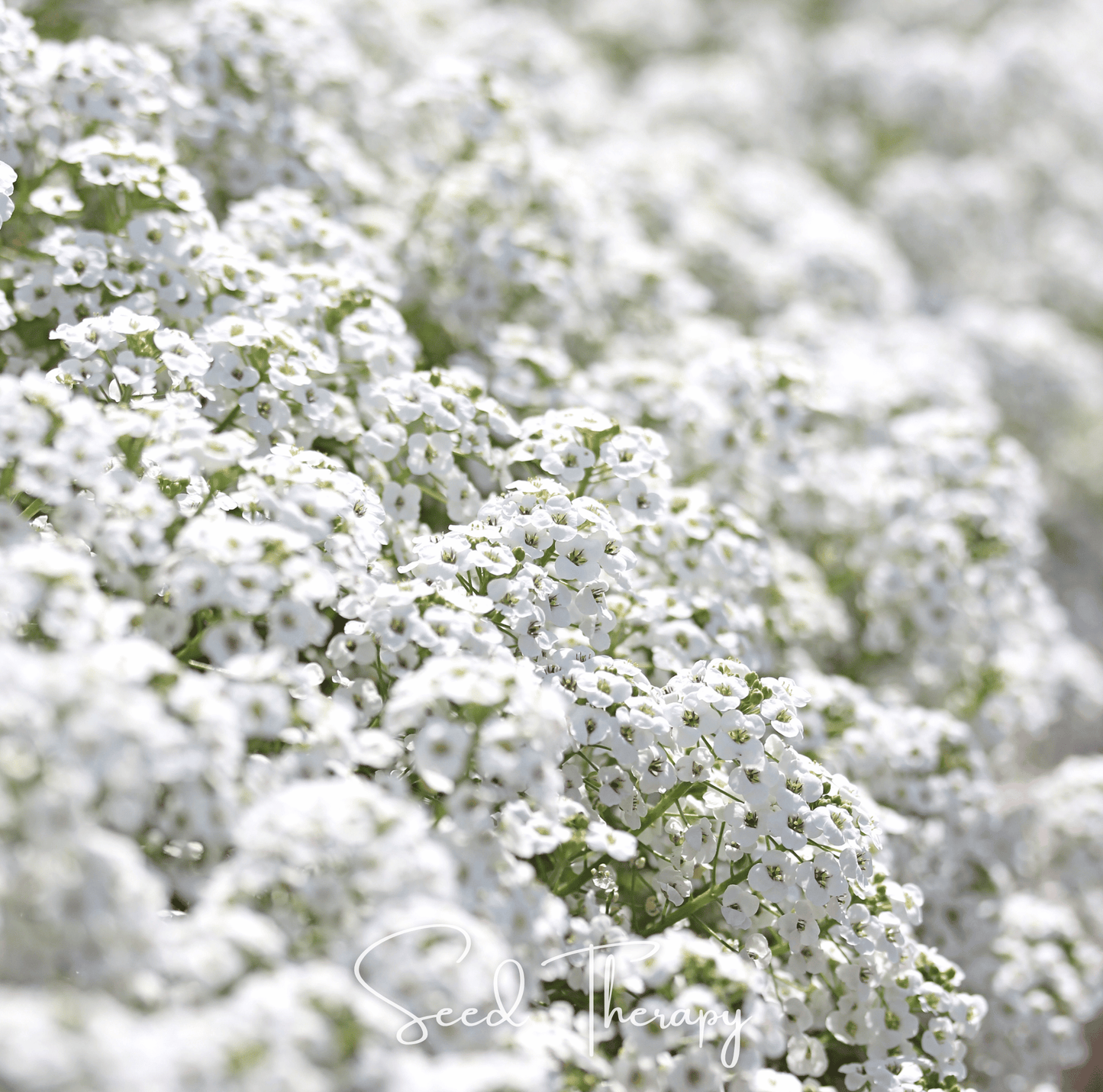 Carpet of Snow Sweet Alyssum – 250 Seeds
