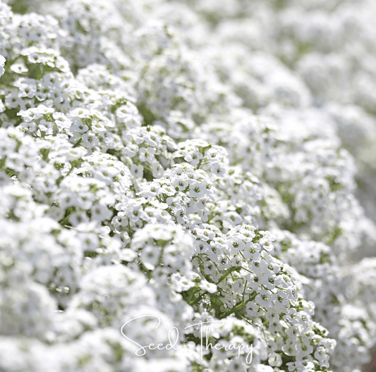 Carpet of Snow Sweet Alyssum – 250 Seeds