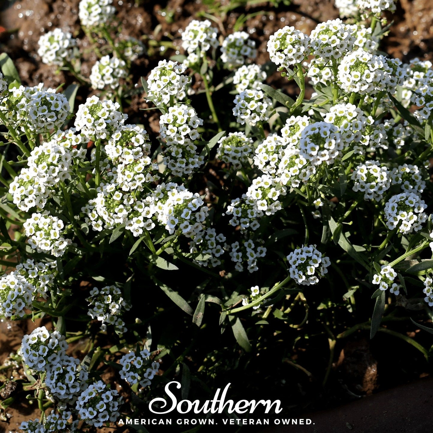 Carpet of Snow Sweet Alyssum – 250 Seeds