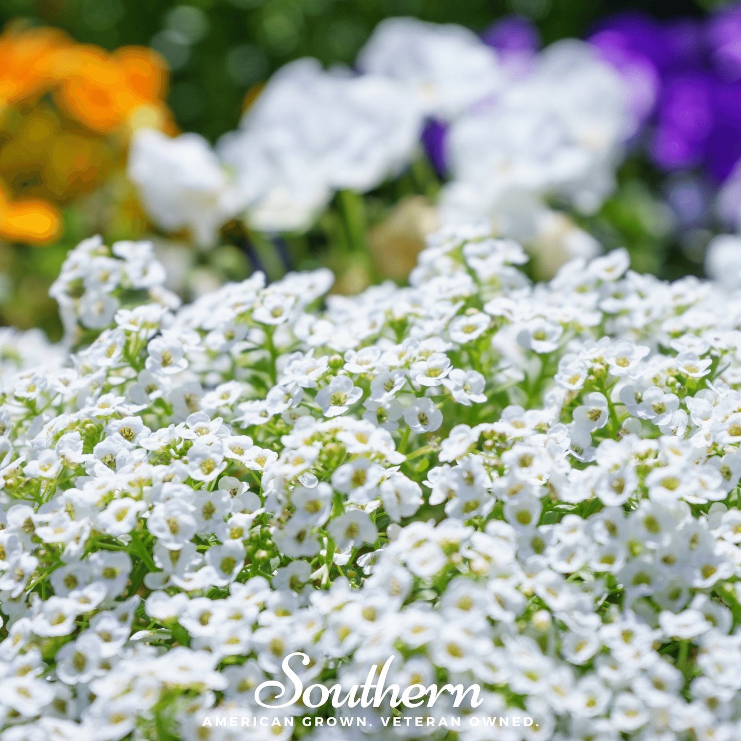 Carpet of Snow Sweet Alyssum – 250 Seeds