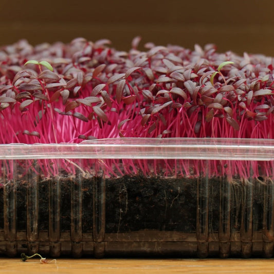 Amaranth Microgreen - 1 Ounce