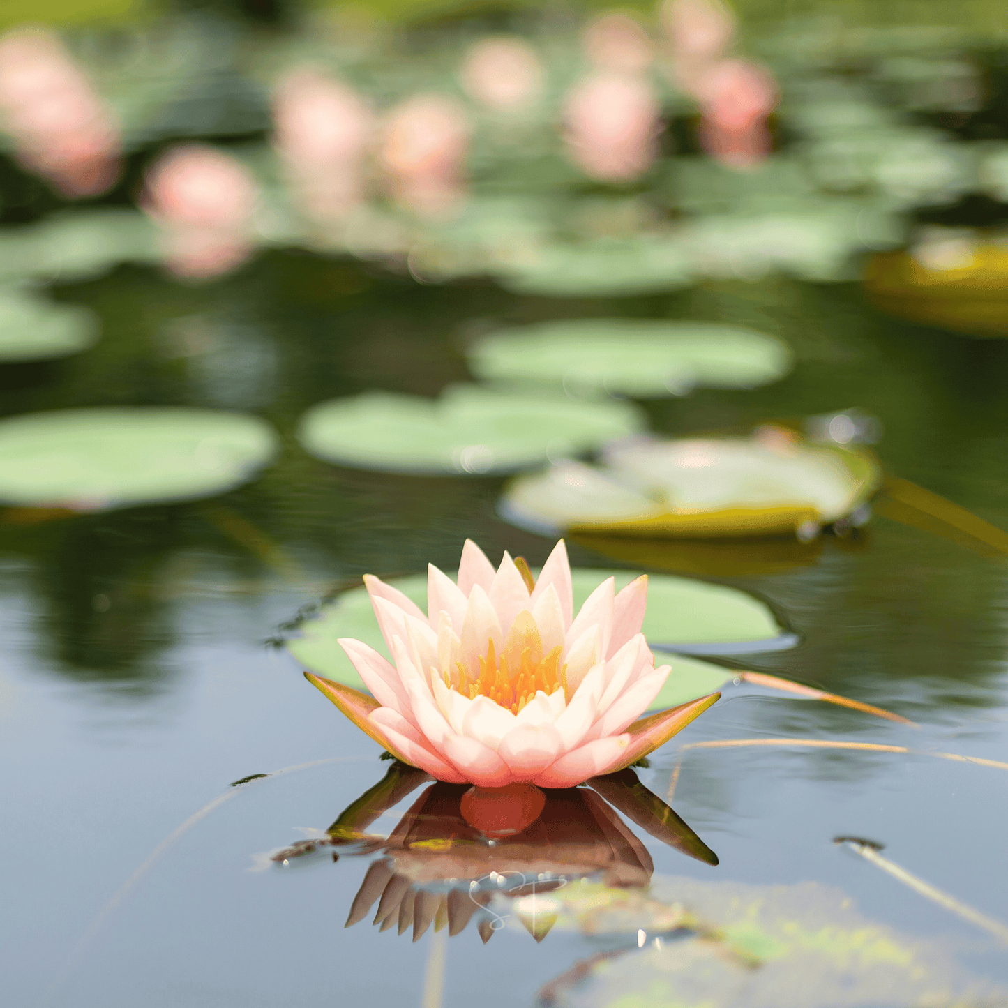 American Lotus – 5 Seeds