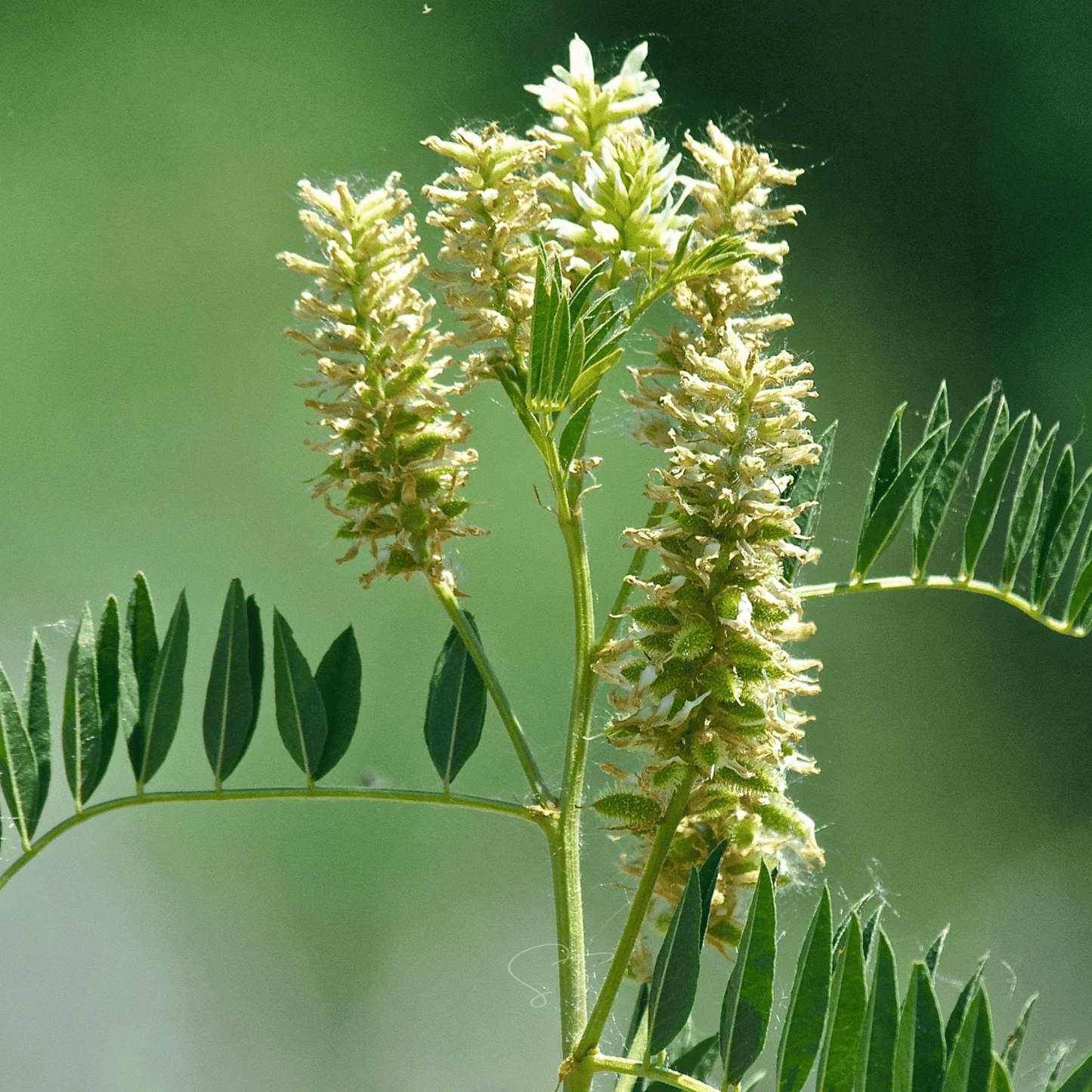 American Wild Licorice – 40 Seeds