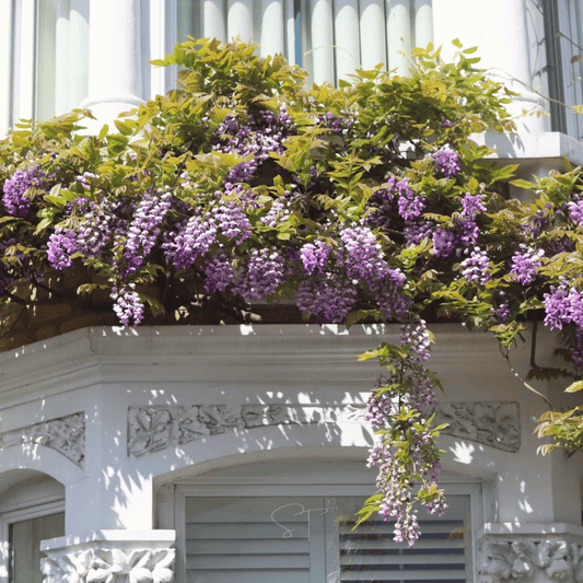 American Wisteria – 5 Seeds