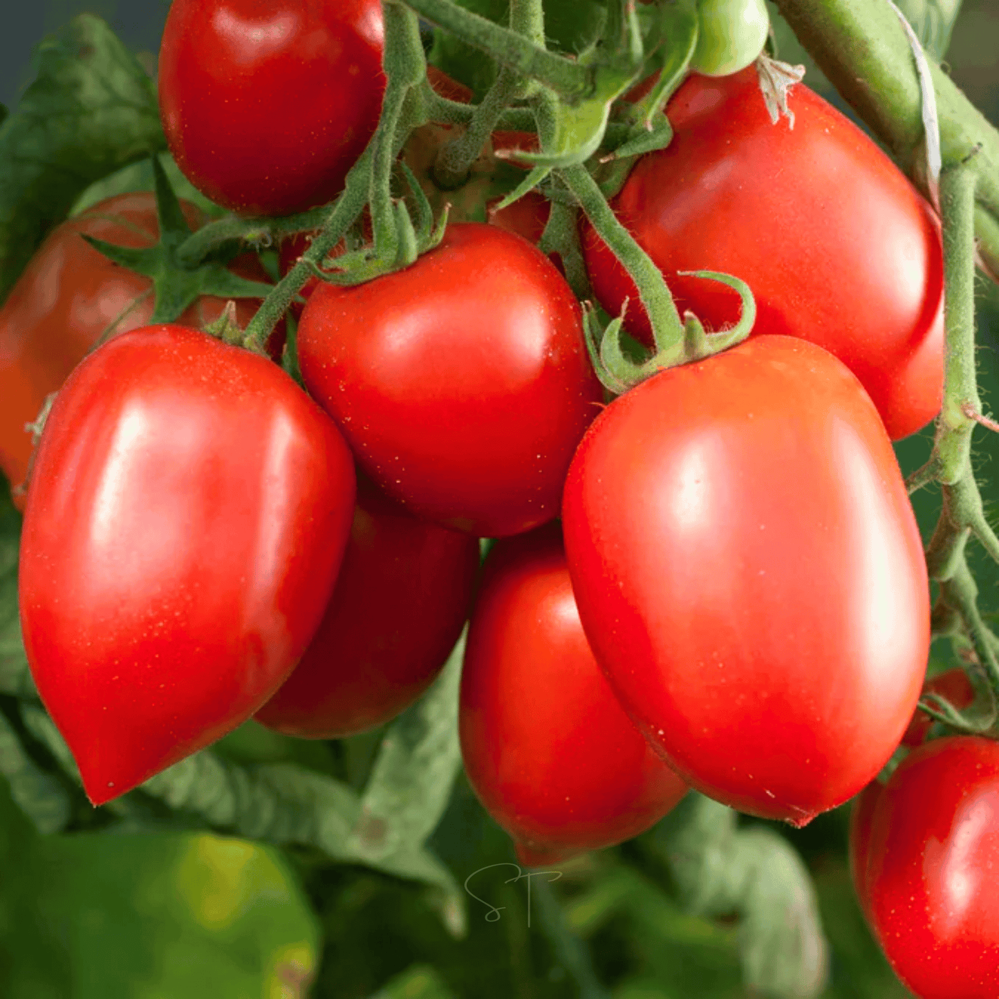 Amish Paste Tomato – 30 Seeds