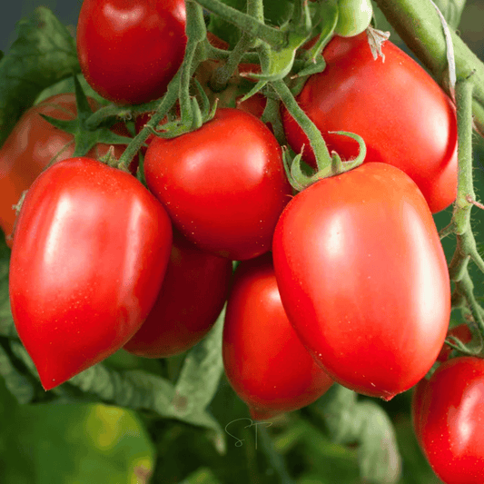 Amish Paste Tomato – 30 Seeds