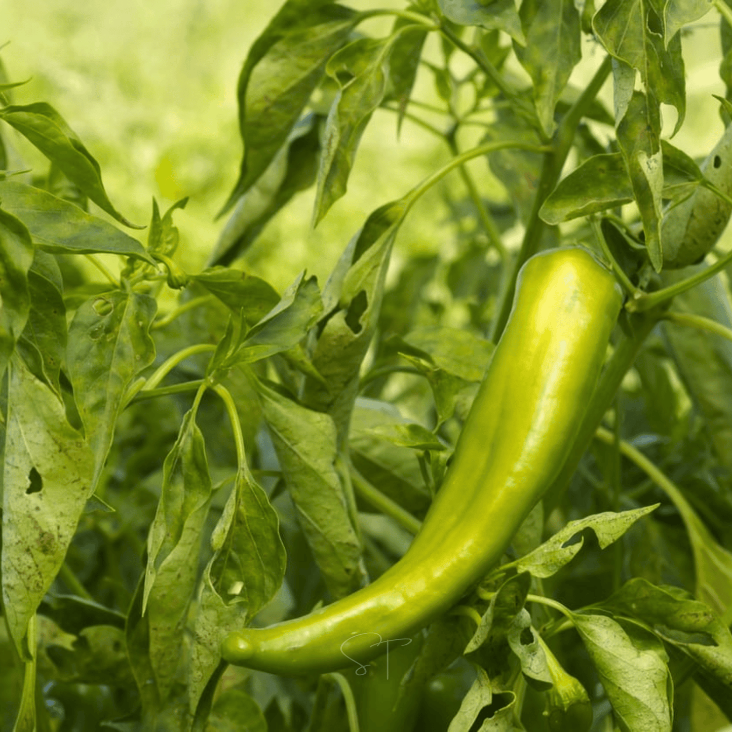 Anaheim Chili Pepper – 25 Seeds