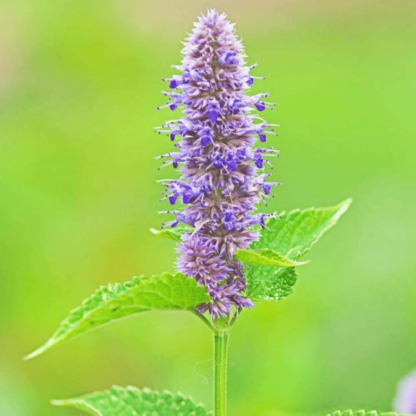 Anise Hyssop – 200 Seeds