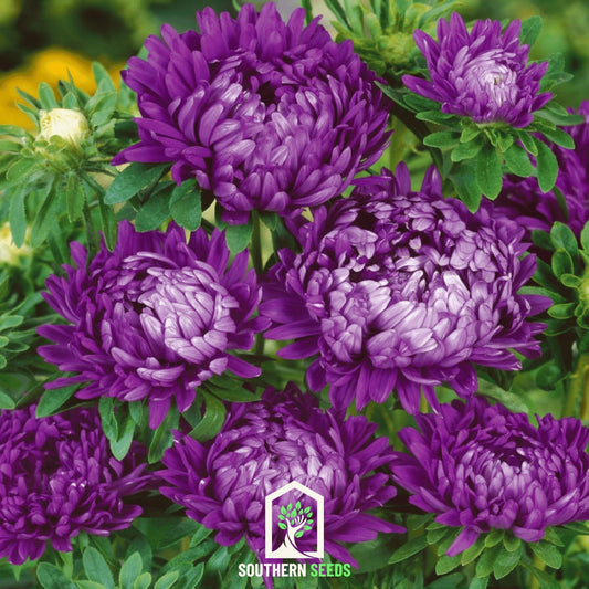 Milady Blue Aster – 50 Seeds