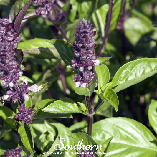 Cinnamon Basil – 250 Seeds