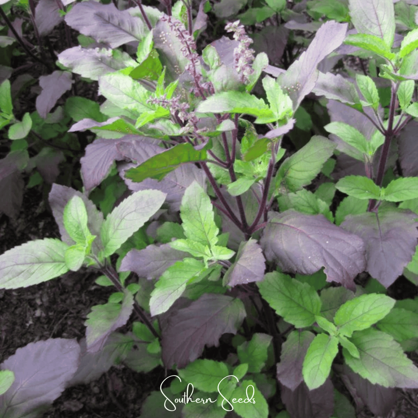 Red Holy Basil – 250 Seeds