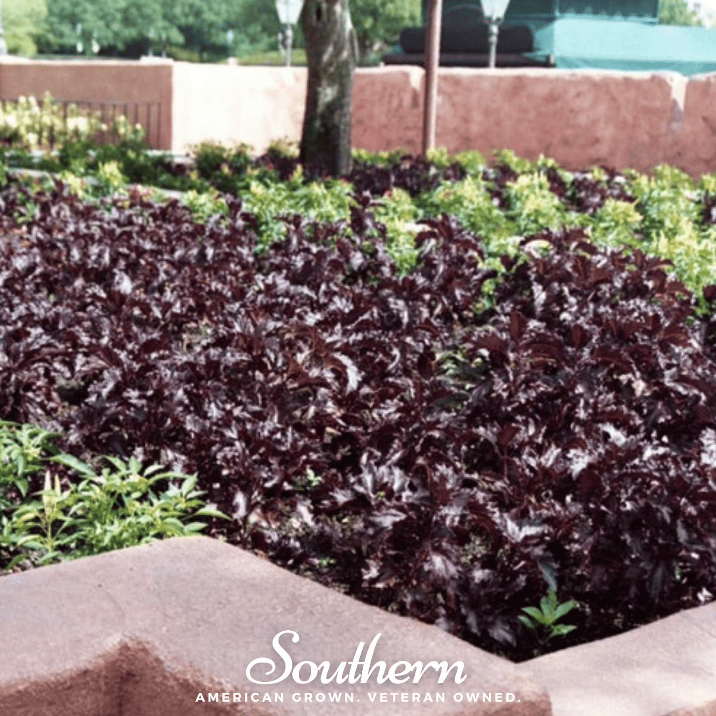 Purple Ruffles Basil – 250 Seeds