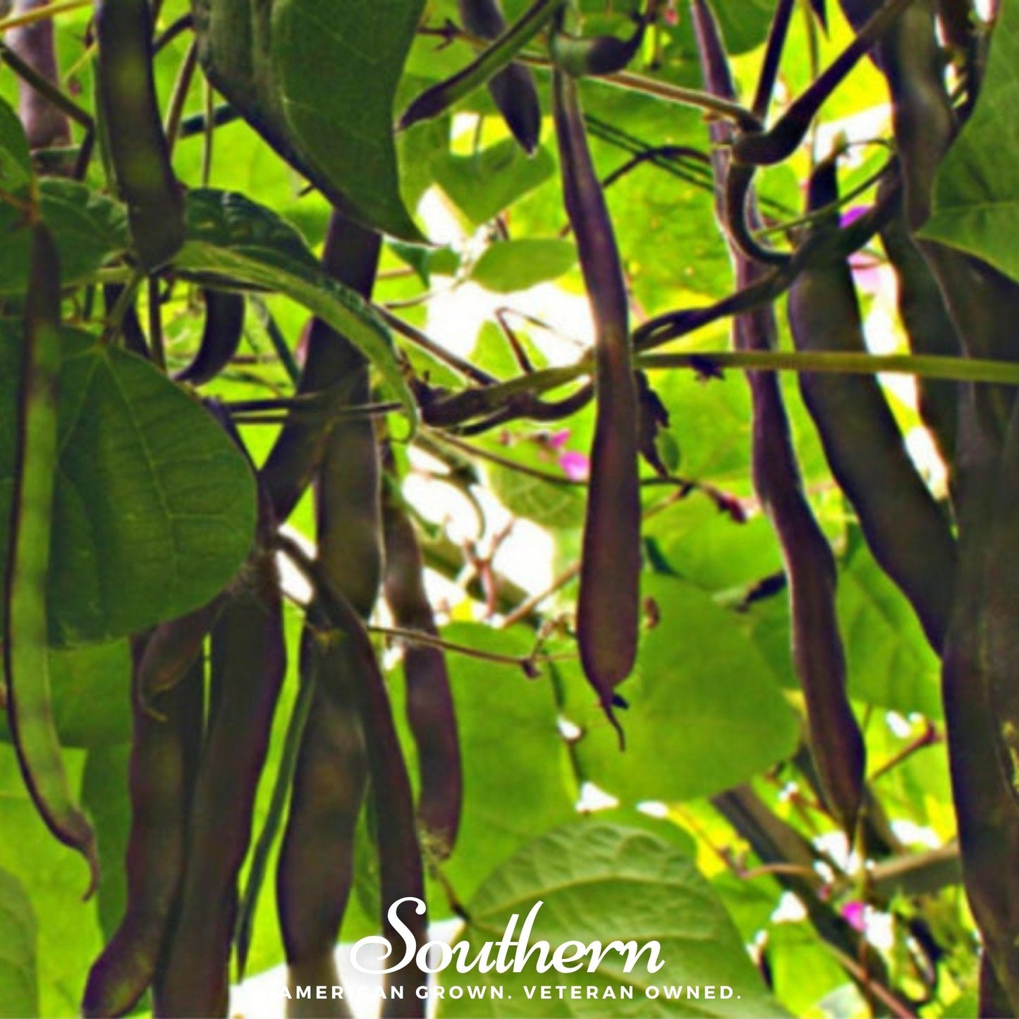 Blue Coco Bean (Pole) – 30 Seeds