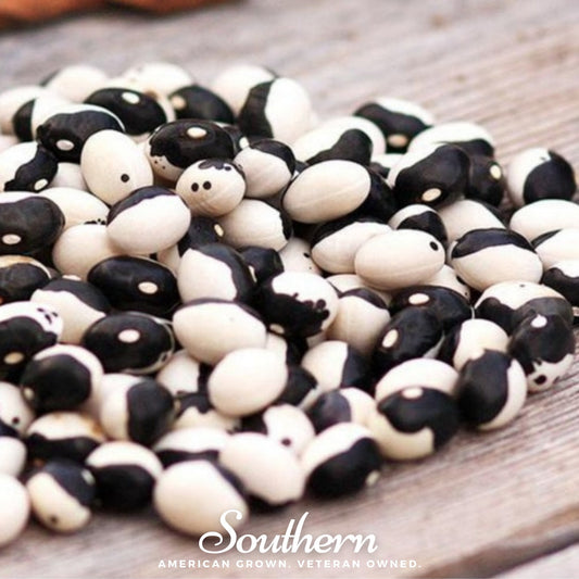 Calypso Orca Bean (Bush) – 25 Seeds