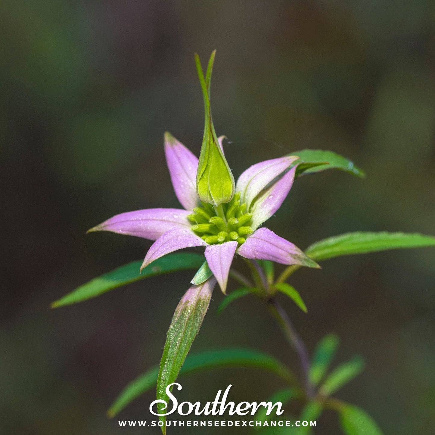 Spotted Bee Balm (Horsemint) – 50 Seeds