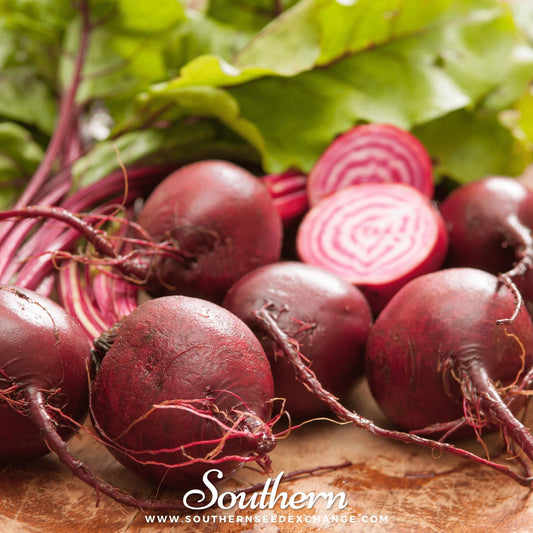 Chioggia Beet – 100 Seeds