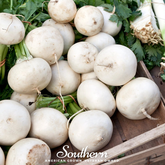 Detroit White Beet – 200 Seeds