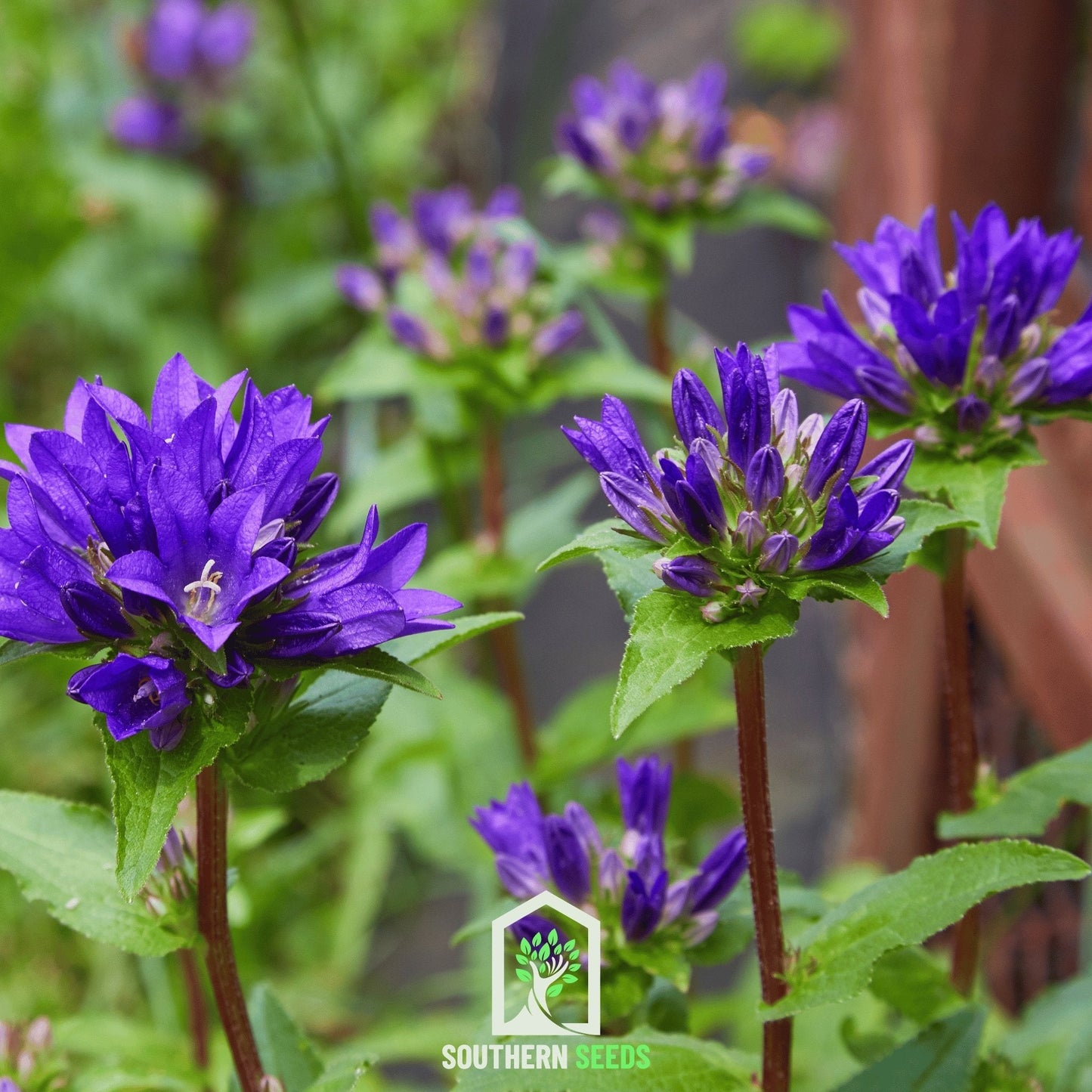 Superba Bellflower – 50 Seeds