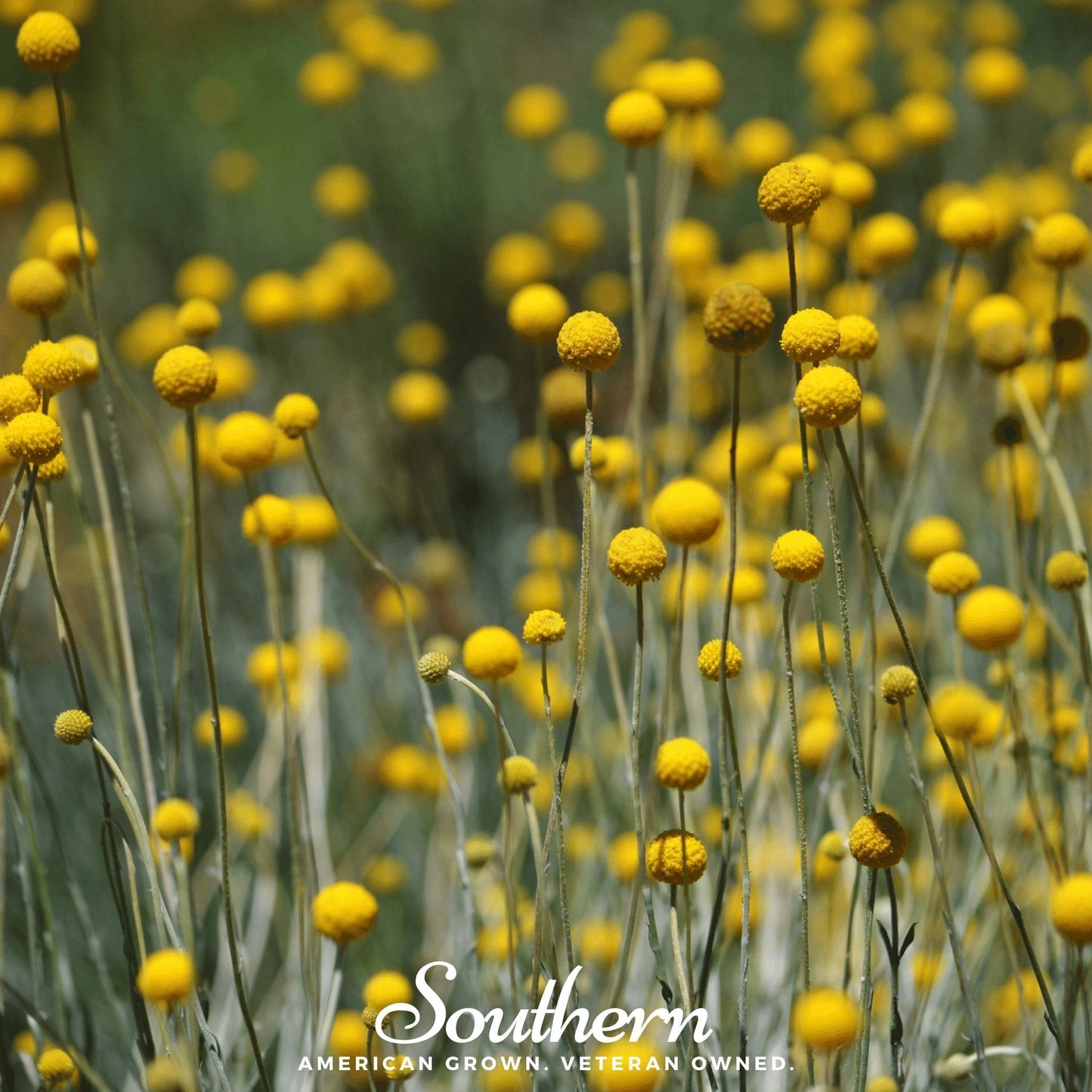 Billy Buttons (Drumsticks) – 50 Seeds